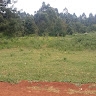 triza ngugi
