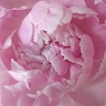 Caroline Farny