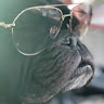 North Paw
