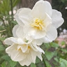 Midori Fujita