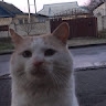 Sasha Shestakov