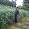 Dargo Kebede