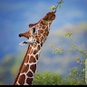 Mwaniki Jesse