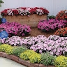 Lawrence Greenhouses