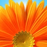Gloria _