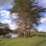 Barry Juma