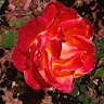 Tatiana N