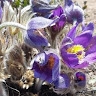 Marelle Roolaht