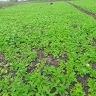 majox kenya