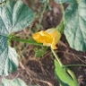 Tshinavha Maanda
