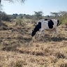 Akandwanaho Kelvin