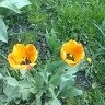 андрій пронь
