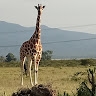 Serah Ndungu
