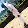 Larry Mwakio