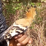 Alai Lawal