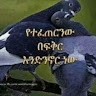 fikadu Ayalew