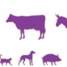BDU Veterinary Medicine