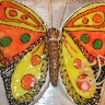 Rasa Aleksonyte