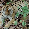 Vinay Pande