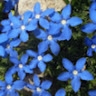Gentiana Konjuhi