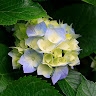 Jasmine Green