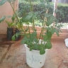 Kiriro Grace