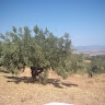 vagelis vagelis
