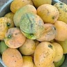 nansikombi gorreti