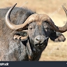 Thando Thando