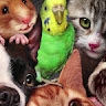 Elena's Pets