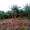 Mwobobia  