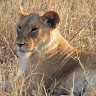 ANTHONY NJUGUNA