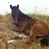 Dóra Kocsis