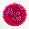 AiginitioLab MicroBiology