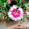 aloke chakravartty