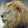 amwesiga anthony