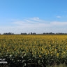 Vova  