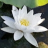 Panna Majla
