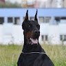 Alexandr Ber