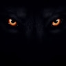 Jefferson Wolf