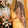 MegTheHarpist  