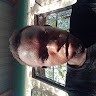 Cornelius Ekai