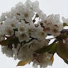 Vaitsa Laskari