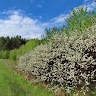 Олена Куроп'ятник