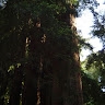 Maria Valenti