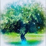 Phoenix Tree Gallery