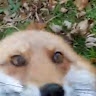 Random fox