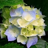 Tendai Tagarisa
