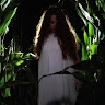 Shady Dawn Pictures