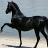 Djellouli Meriem